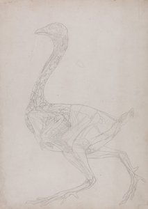 Een vergelijkende anatomische expositie van de structuur van het menselijk lichaam met dat van een tijger en een koe